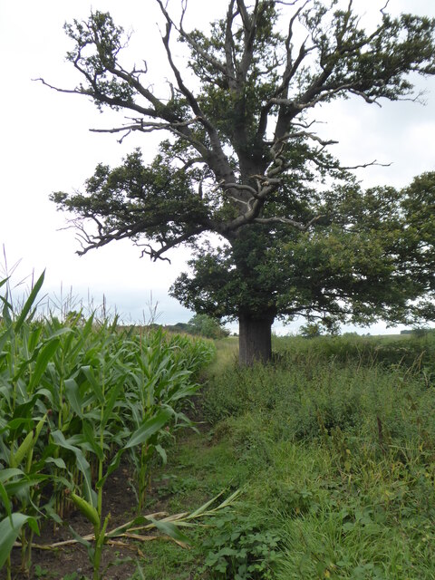 Edge of a field of maize near Ravenshill Farm