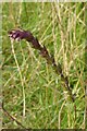 Flower of Red Bartsia