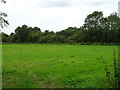 Grazing towards disused railway