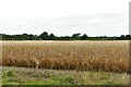 Botesdale: Cereal crop