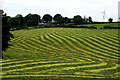 Grass cut for harvesting, Recarson