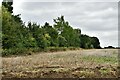 Allwood Green, New Delight Road: Harvested field