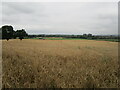 Wheat field near Edingley