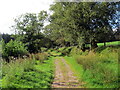 Llwybr i Fryn-tywarch / Path to Bryn-tywarch