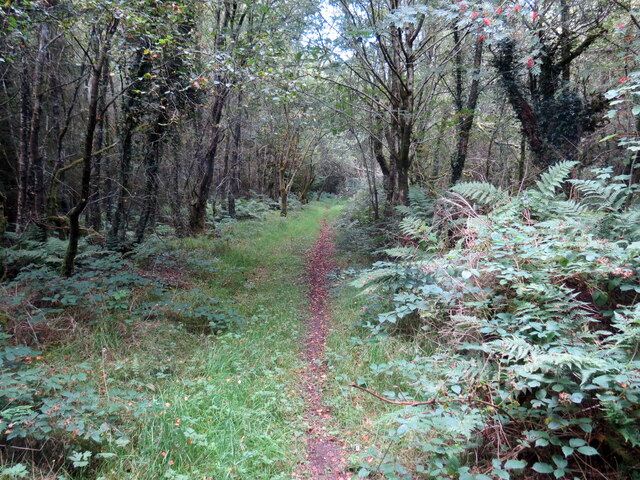 Llwybr i Fryn-tywarch / Path to Bryn-tywarch