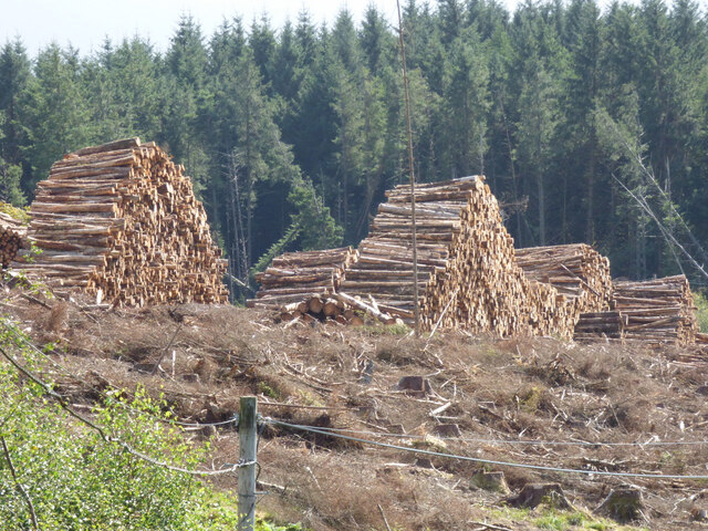 Log piles by the B8000 road