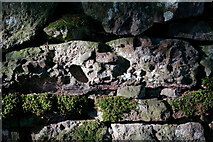 NH6853 : Part of the old wall by Chapelhead, Munlochy Bay by Julian Paren
