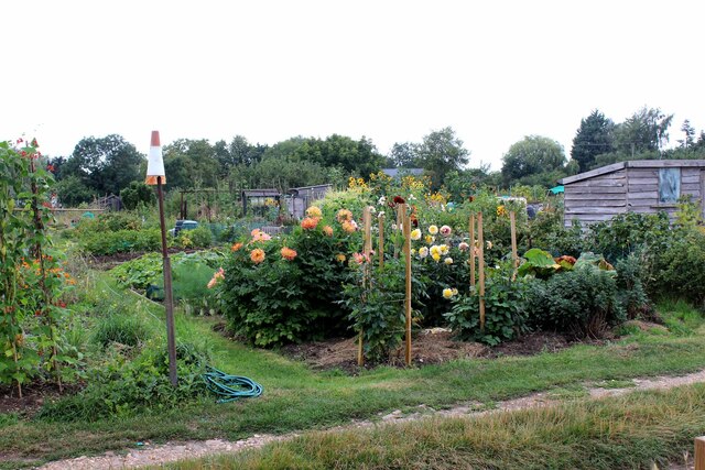 A fine display, the allotments, South Street, Comberton