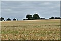 Wattisfield: Harvested cereal crop