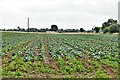 Wattisfield, Wood Lane: A field of cabbages