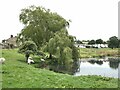 Sheep on the village green, Caldbeck