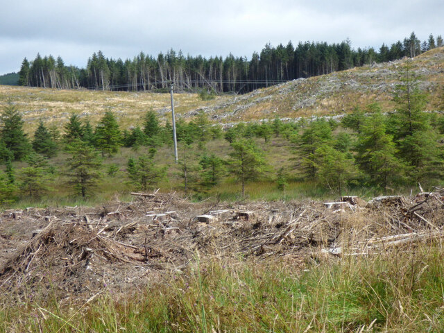 Deforestation by the B8000 road