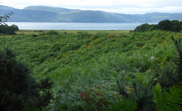 Ferns and Loch Fyne