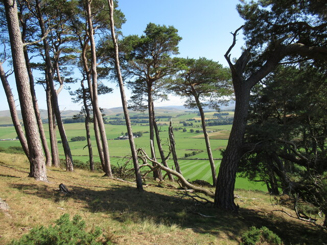 Clump of Scots pines on Bizzyberry Hill