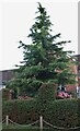 Conifer by Barford Road, Great Barford