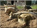 Pig at The Retreat Animal Rescue