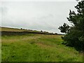 Top of the field above West Closes Farm