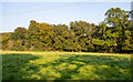 Looking toward Bourne Wood