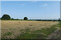 Field on the edge of Malton