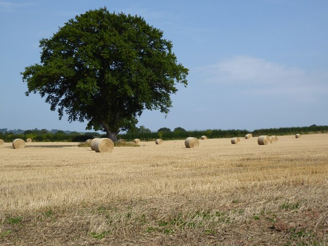 Oak tree and straw bales