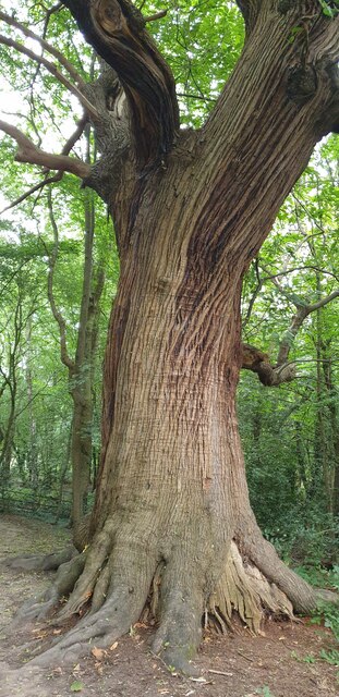 Sweet Chestnut, Forty Hill, Enfield