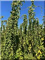 Hop field off Bullen Lane