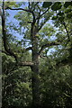 SK9830 : A mature Ash Tree by Bob Harvey