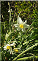 Daffodils, Greycoat Lane