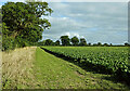 Sugar beet near Raw Hall