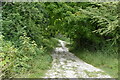 Bridleway, Friston Forest