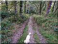 Ashridge : Track