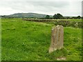 Standing stone in a field