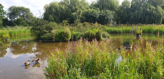 Wildlife Pond, Oakwood Park