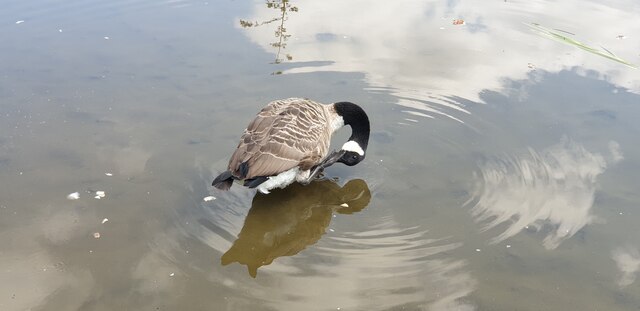 Canada Goose on Wildlife Pond, Oakwood Park