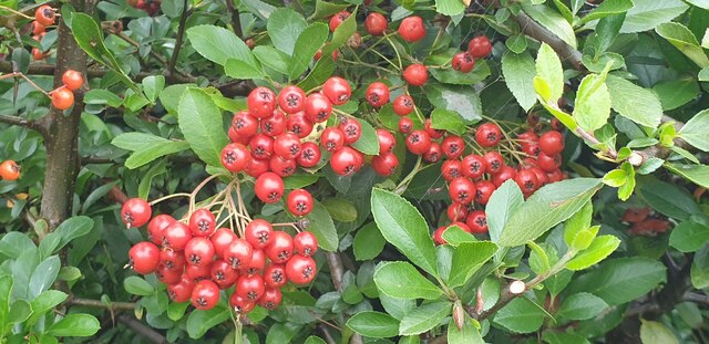 Berries on Bush
