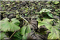 Decaying Gunnera Manicata by Balconie Stables