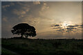 SK0755 : Grindon Tree, Tumulus and Hot Air Balloon by Brian Deegan