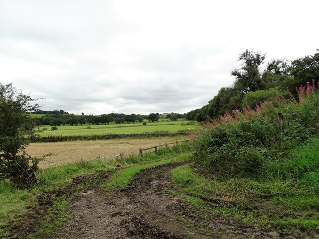 Field track beside Healeyfield Lane