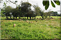 Sheep at Springbridge Farm