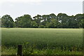 Arable crop by Back Lane