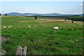 NJ4603 : Sheep near Braehead by Anne Burgess