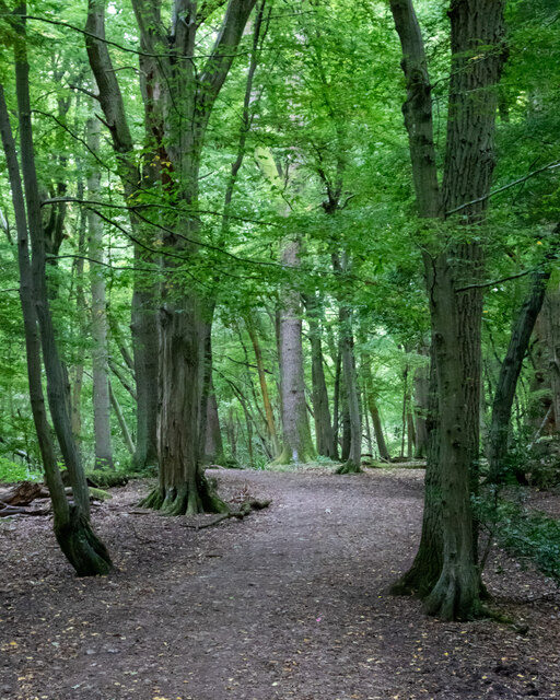 Path in  Wormley Wood, Broxbourne Woods National Nature Reserve