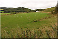 Sheep in Strathdon