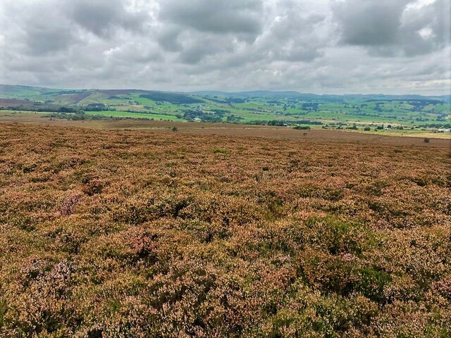 Heather Moors and Access Land at Revidge Wood