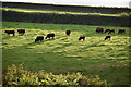 Cows in evening light above Barton Gate