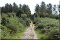 Path through The Park Nature Reserve