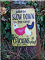 Beware - chickens and cats playing