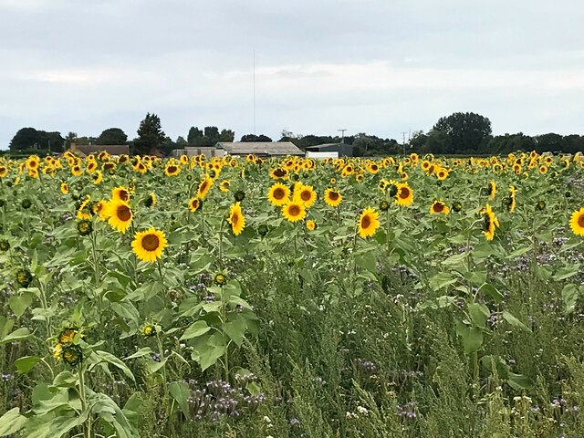 Mixed flower cover-crop south of Tholomas Drove