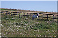 Pony at New Barn Farm