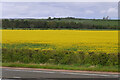 Rape Field next to the A1 south of Alnwick